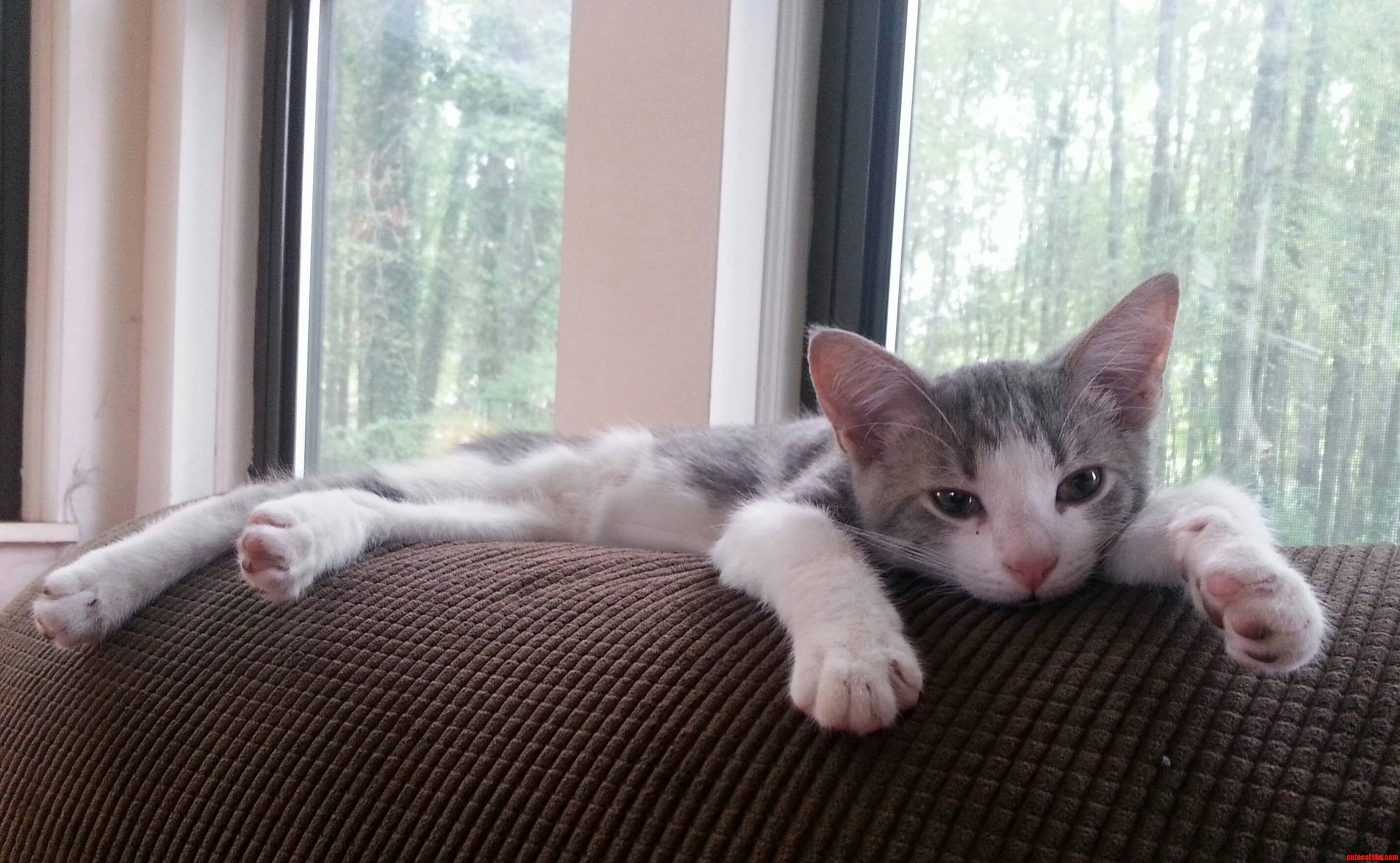 My New Kitten Hasnt Had Any Troubling Making Himself Comfortable