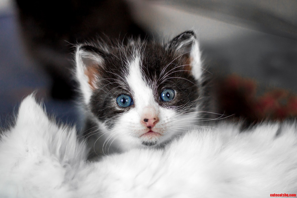 My Newborn Cats. 1 Month Old.