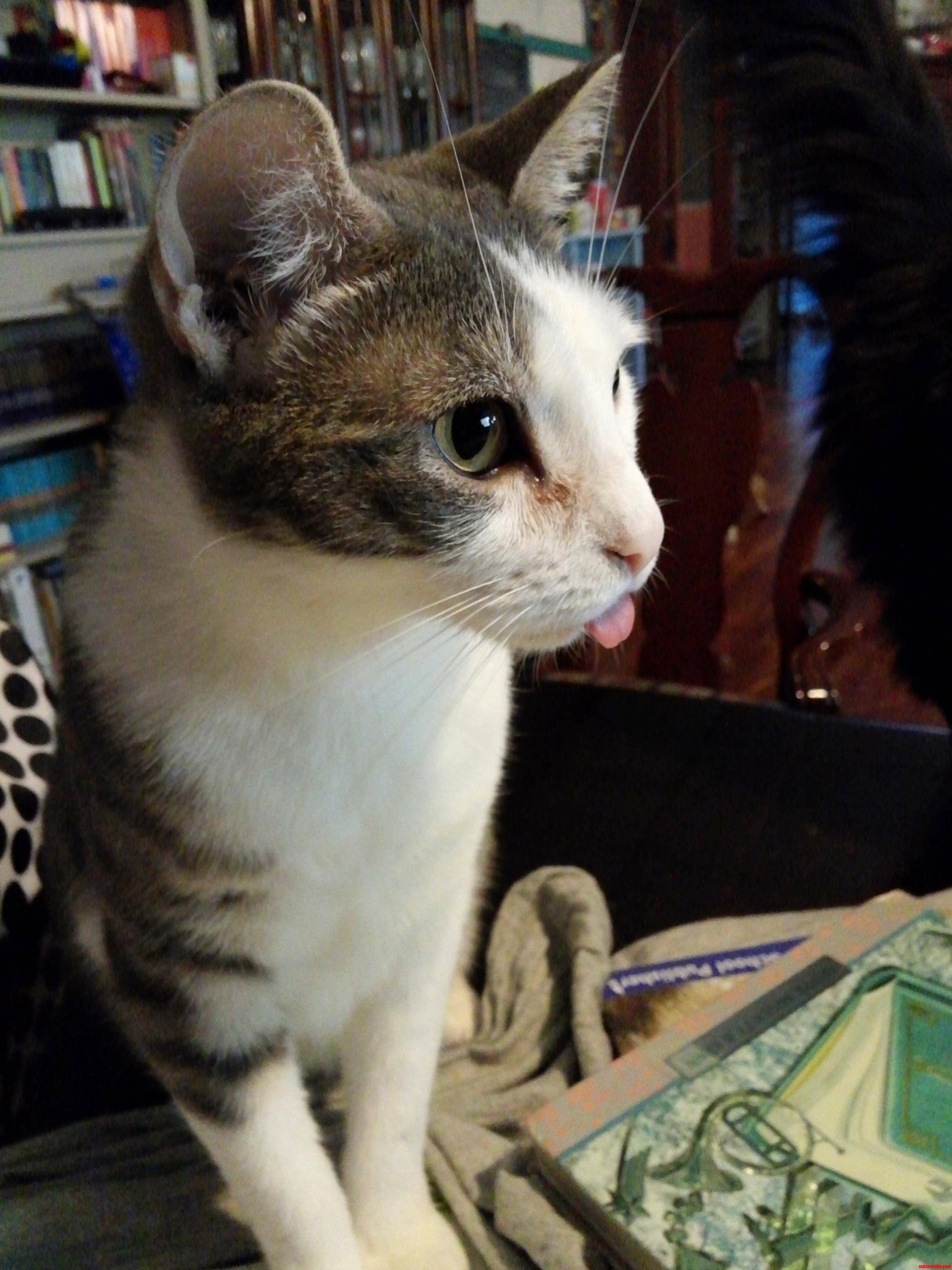 My Own Little Derp Derp.