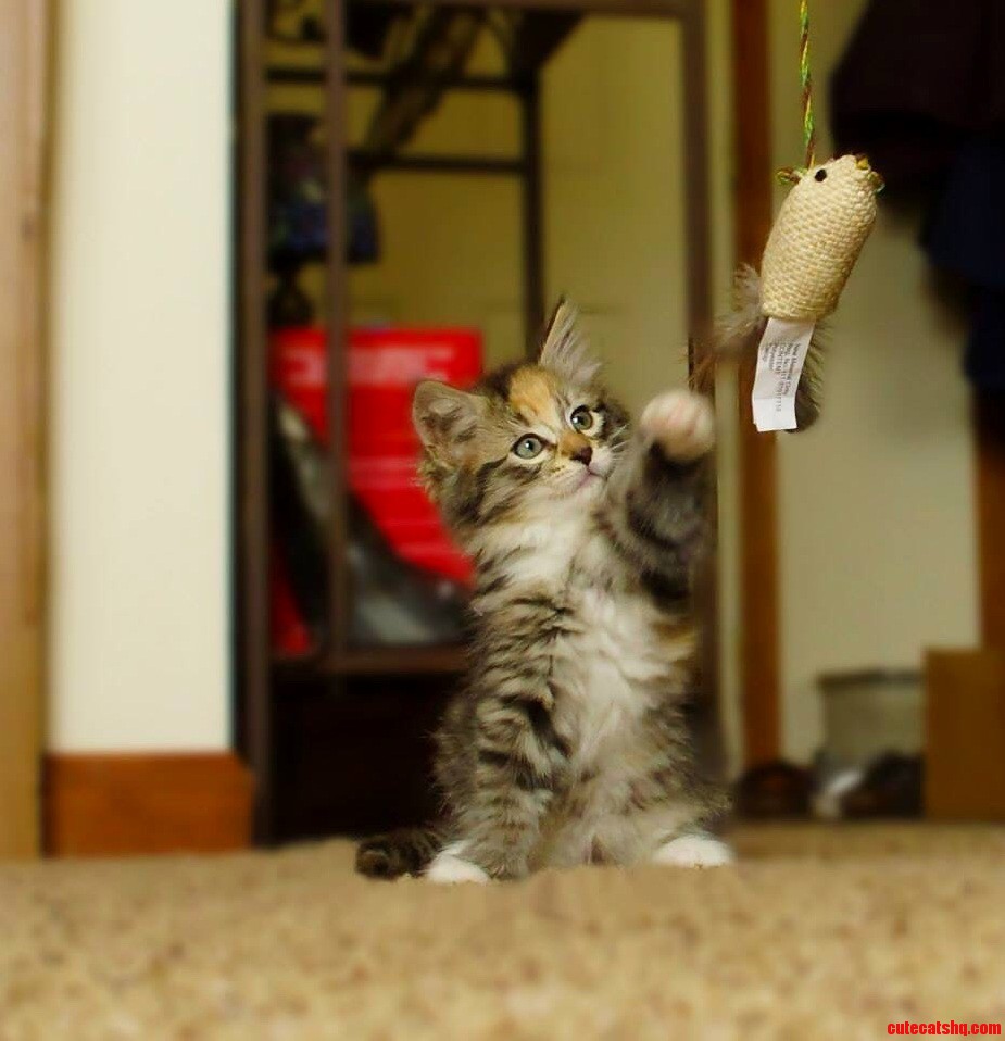 My Parents Got a New Kitten. Her Name Is Abby.