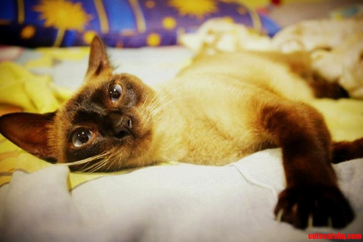 My Photogenic Siamese
