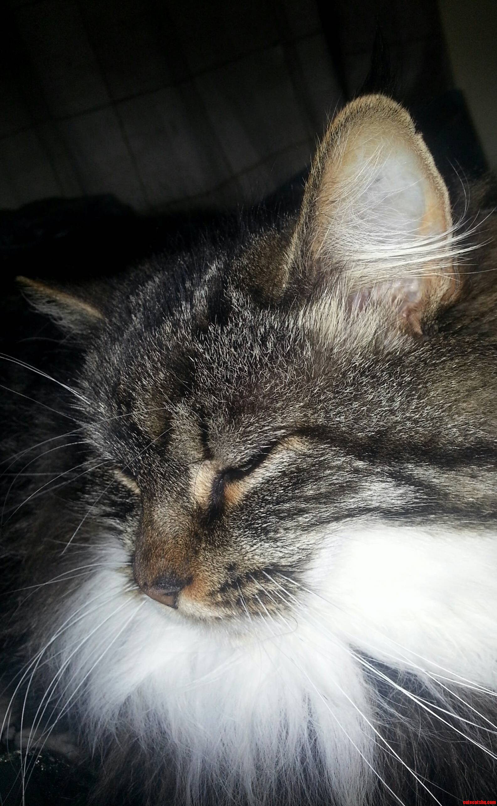 My Precious Bearded-lady Ruby.