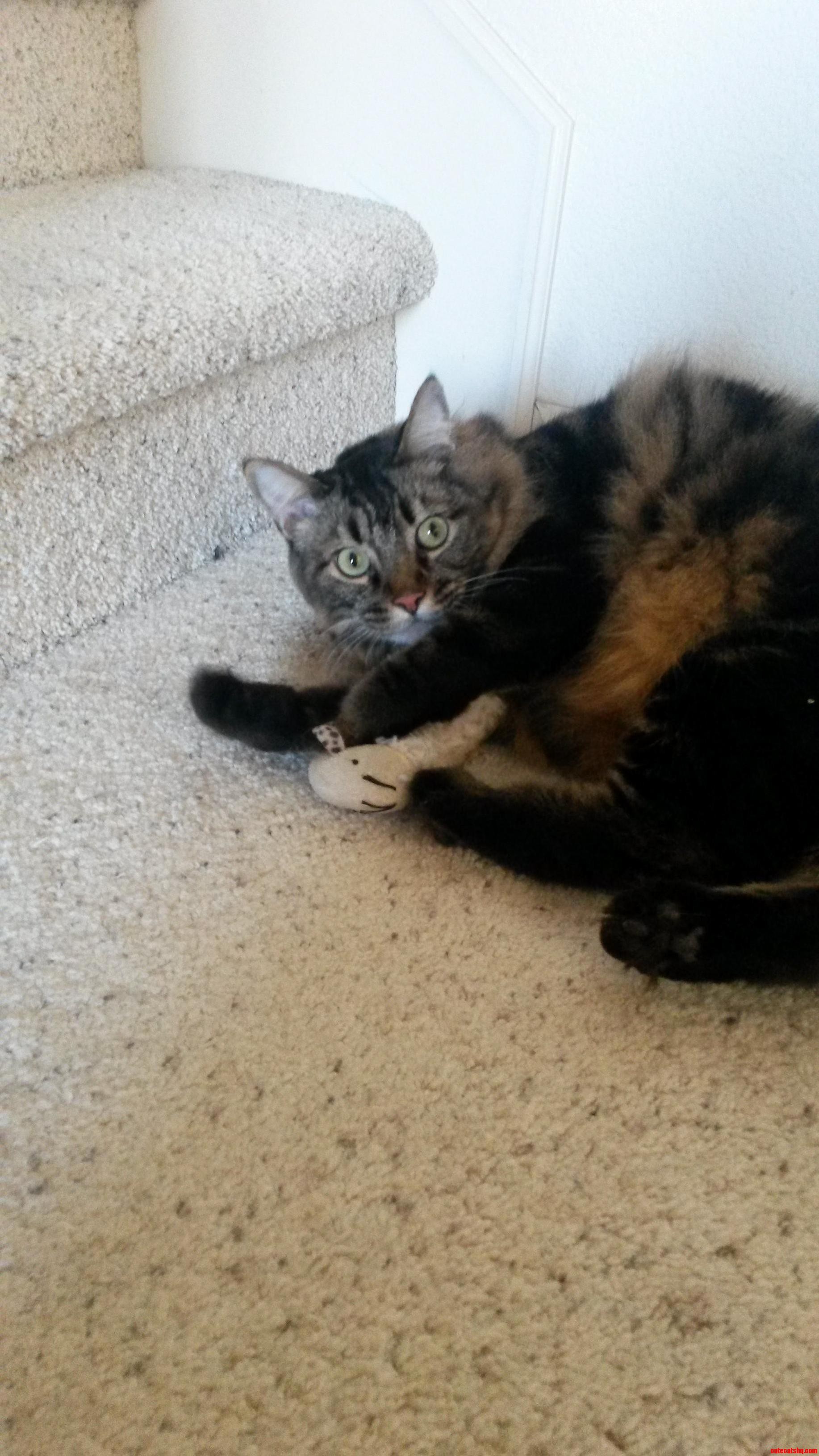 My Precioussssss... Sputnik Playing with Catnip Toy