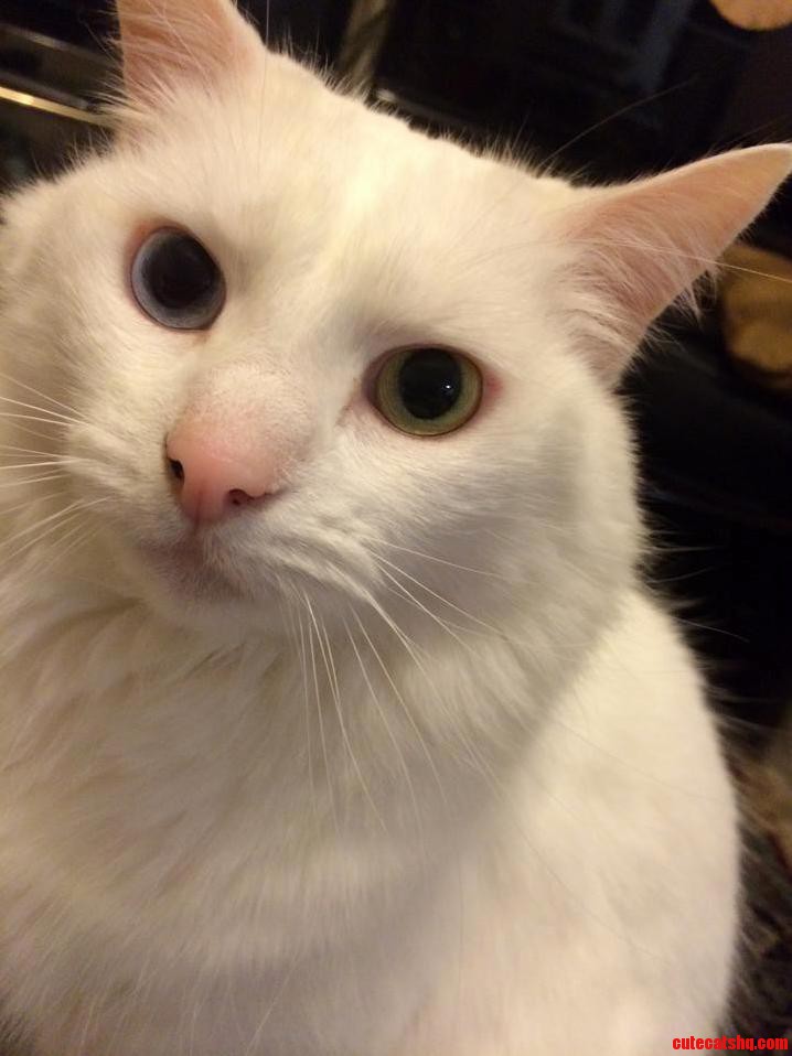 My Pretty Kitty 3