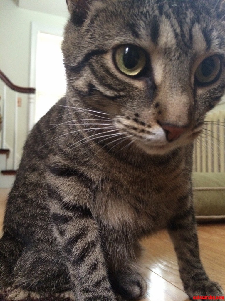 My Pretty Little Girl Norman