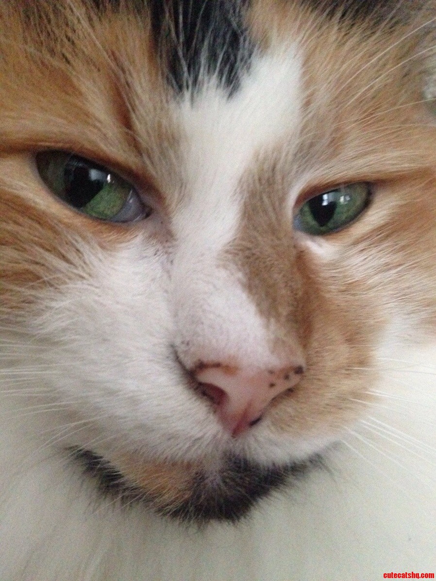 My Sassy Calico Ember.