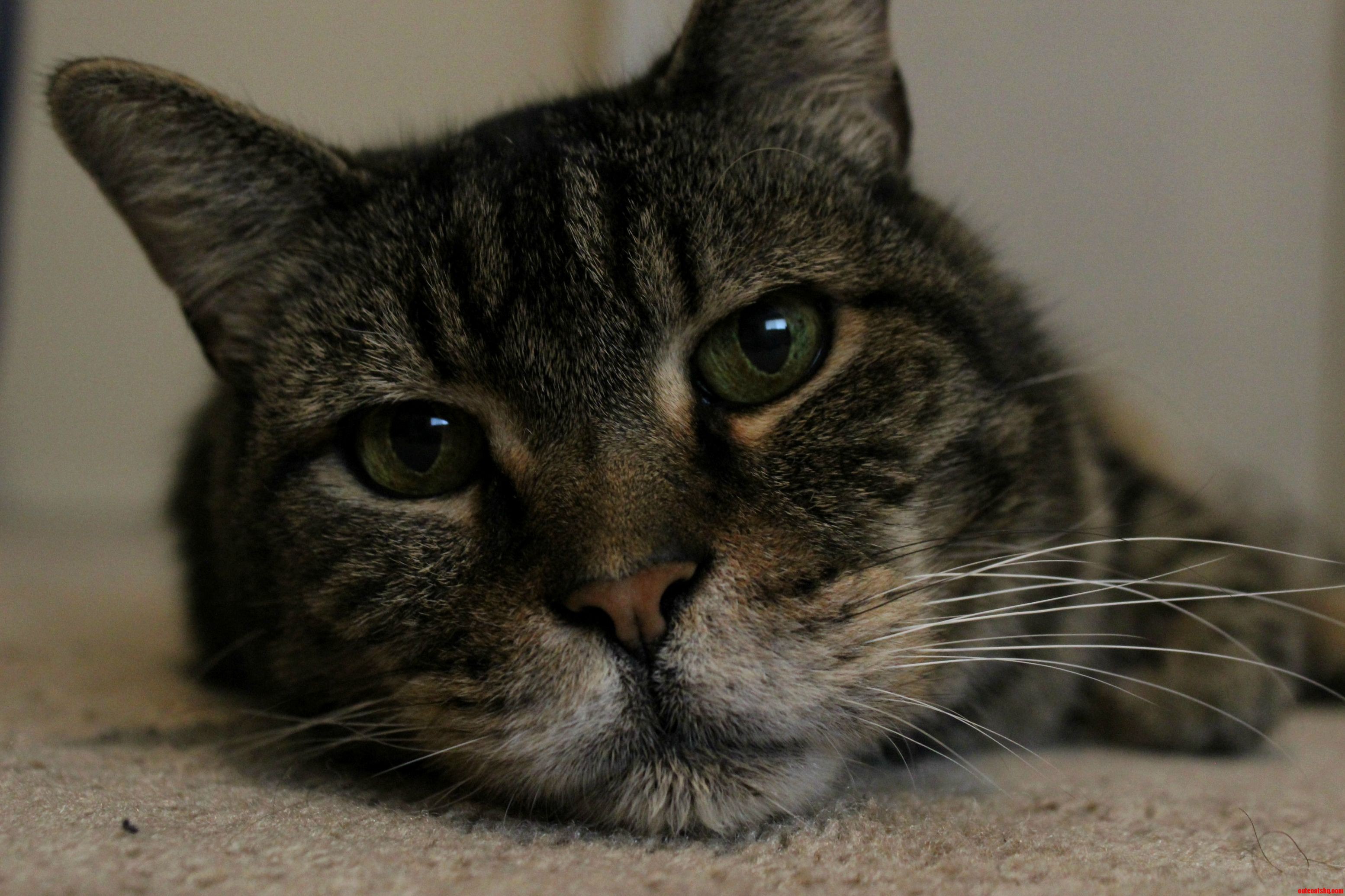 My Senior Kitty