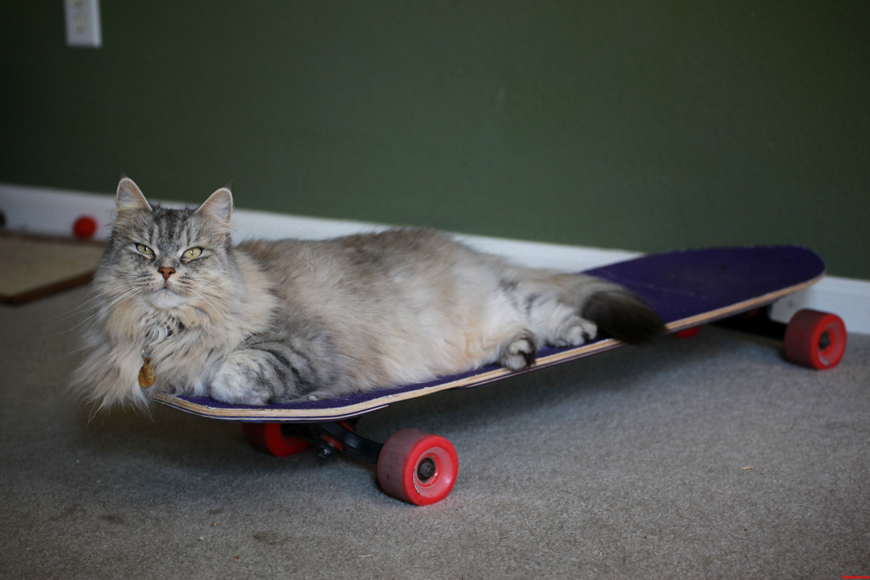 My Siberian Cat on a Longbord