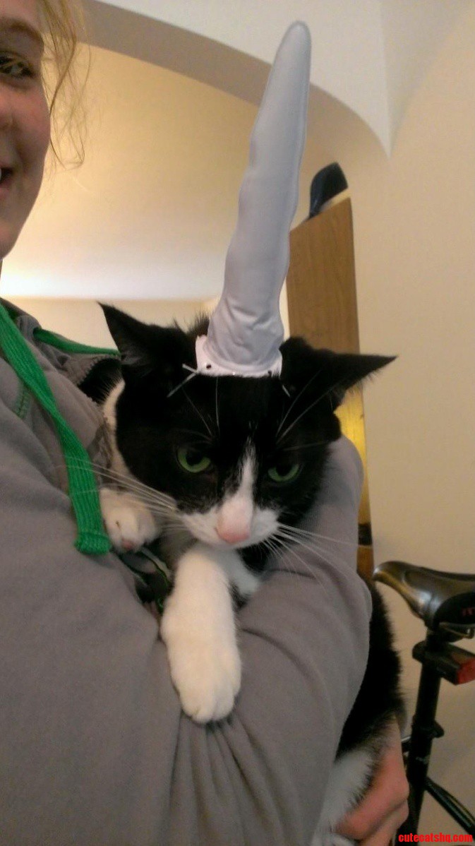 My Sister Sent Me This. I Present Unicorn Cat.
