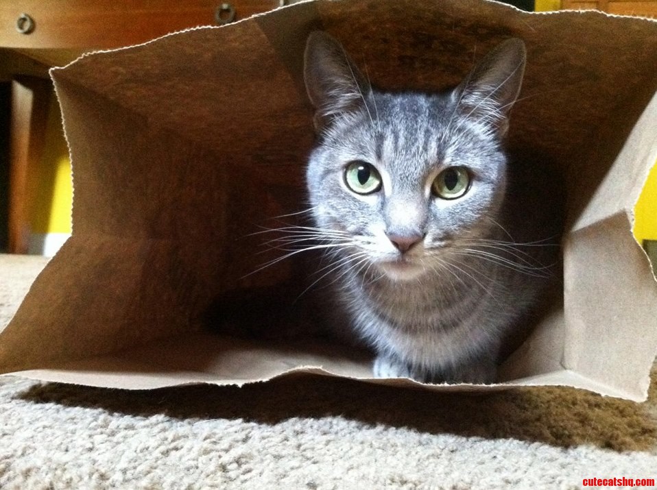 My Sisters Adorable Cat