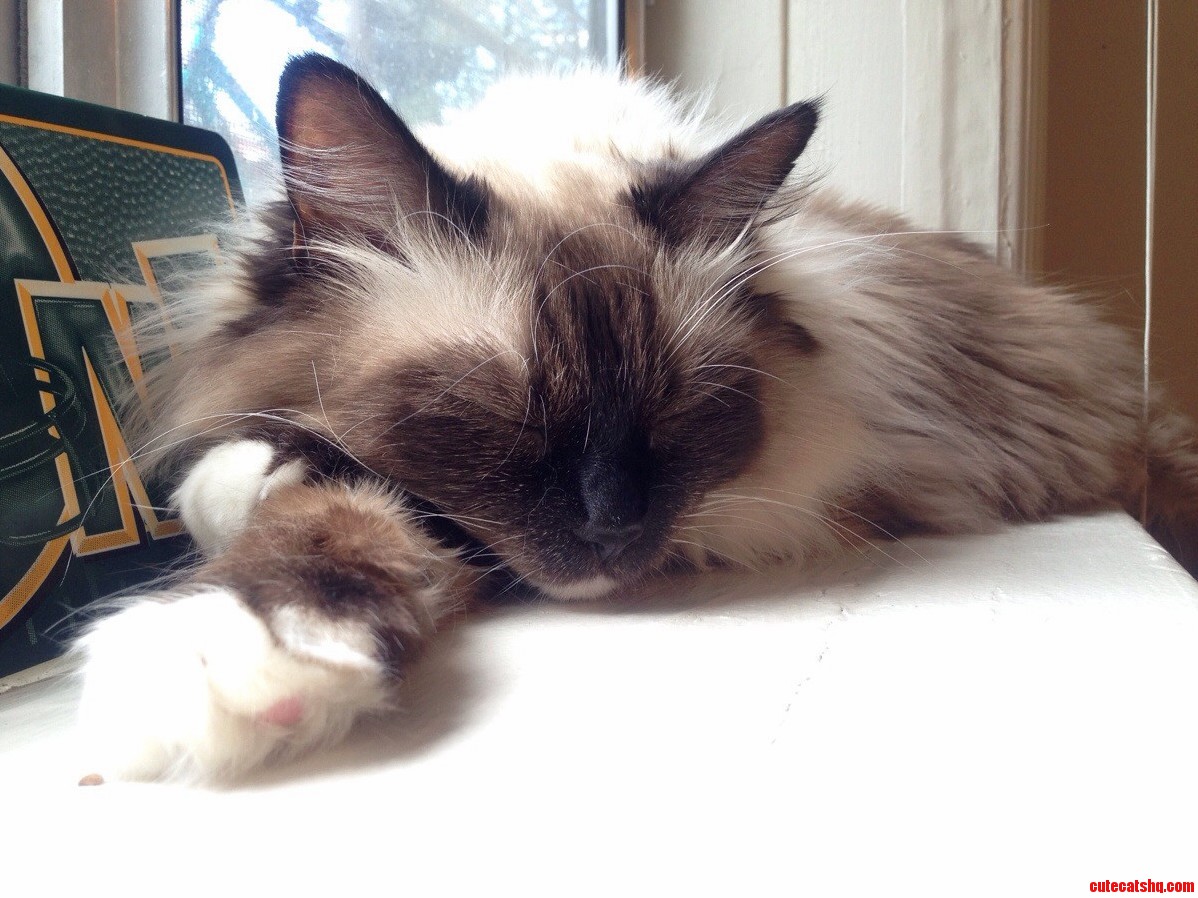 My Sleepy Snowshoe