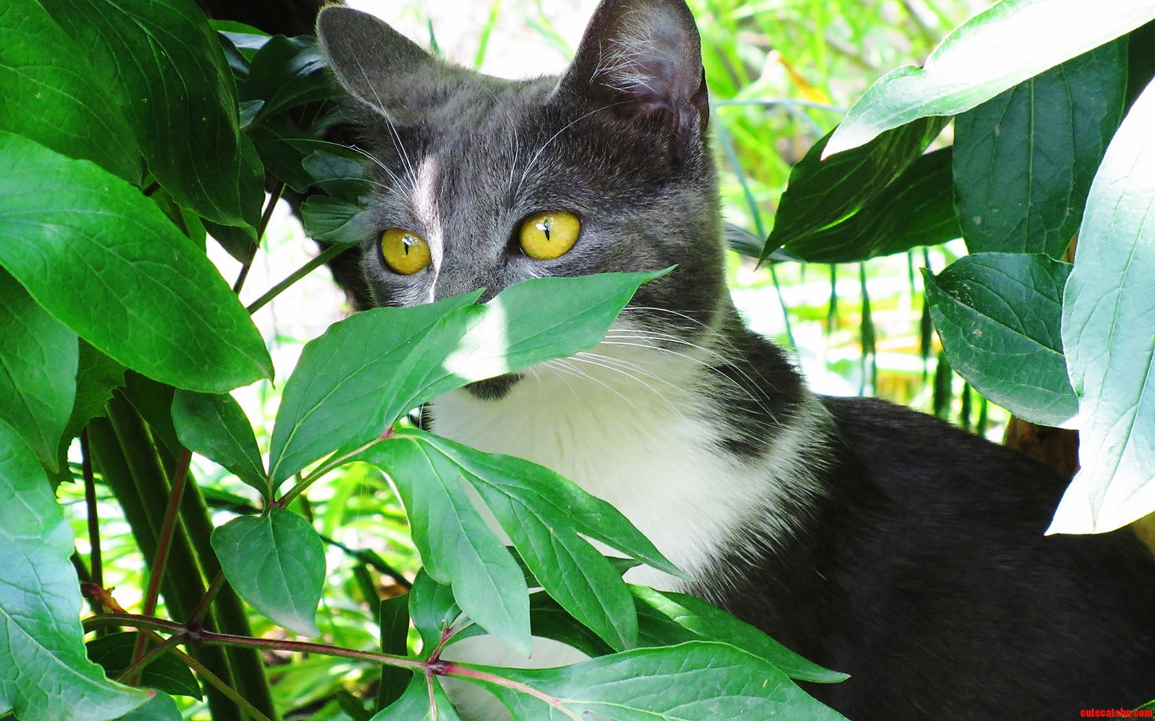 My Stalking Cat.