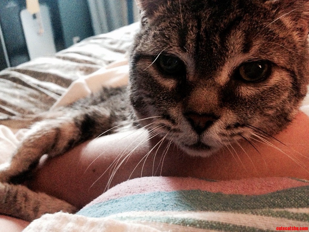 My Tabby Boy