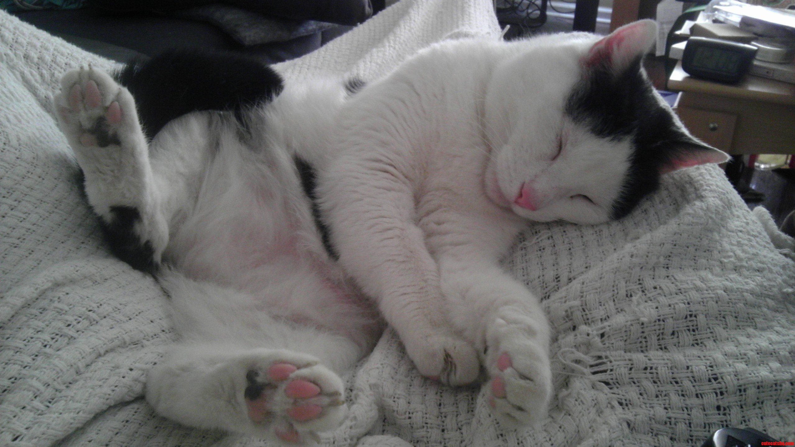 My Tesla Sleeping Soundly on My Lap.