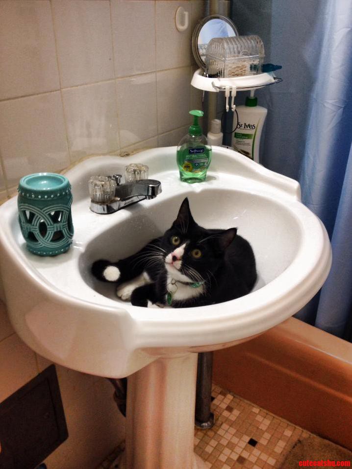 My Tuxedo Tripod Lounging in the Sink.