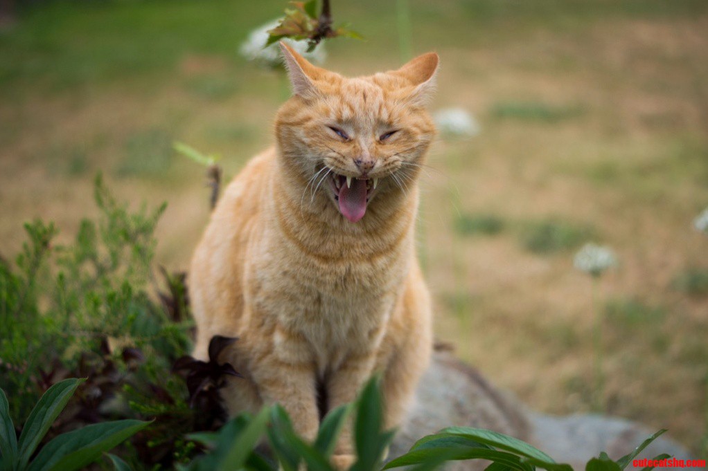 My Vampire Cat - Mid Yawn.