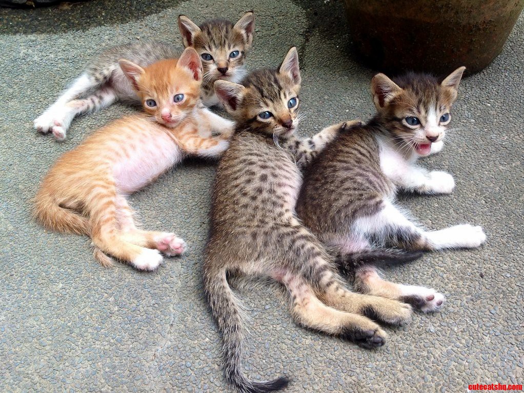 My Very Own Itty Bitty Kitty Committee
