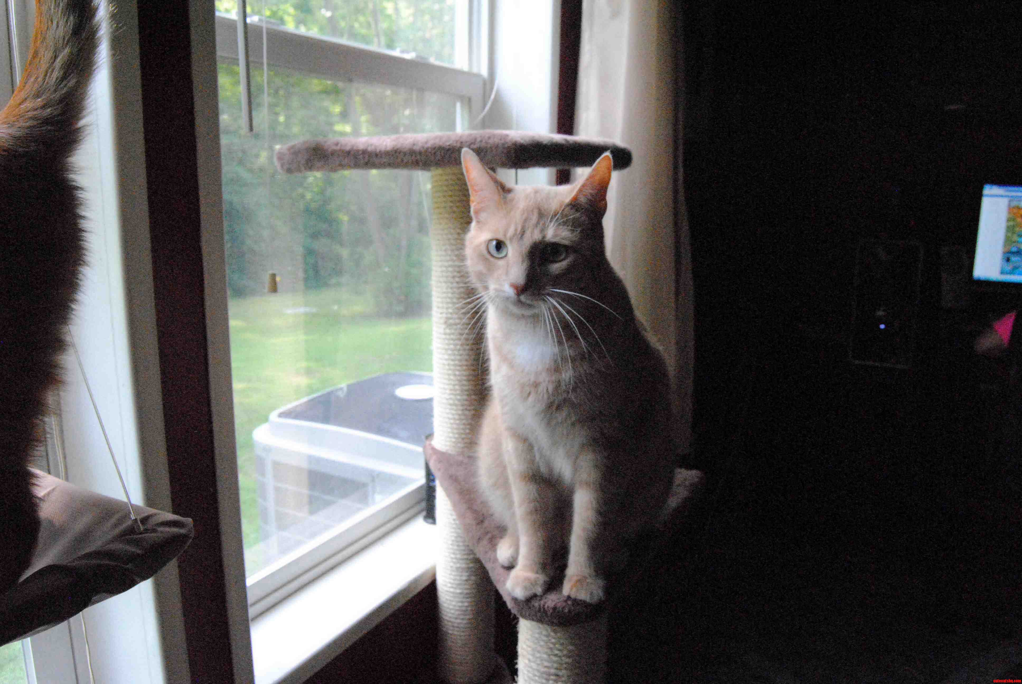 My Very Photogenic Cat Boogie