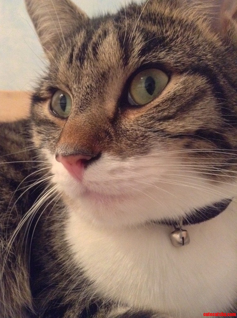 My Very Photogenic Cat Peanut