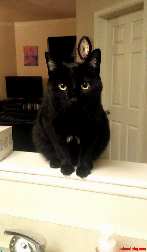 My Wife Just Sent Me Probably the Best Picture of My Cat Since I Ve Been on My Deployment. Makes Me Wish I Could Pet Him.