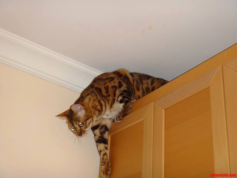 My Wild Man the Cupboard Monster
