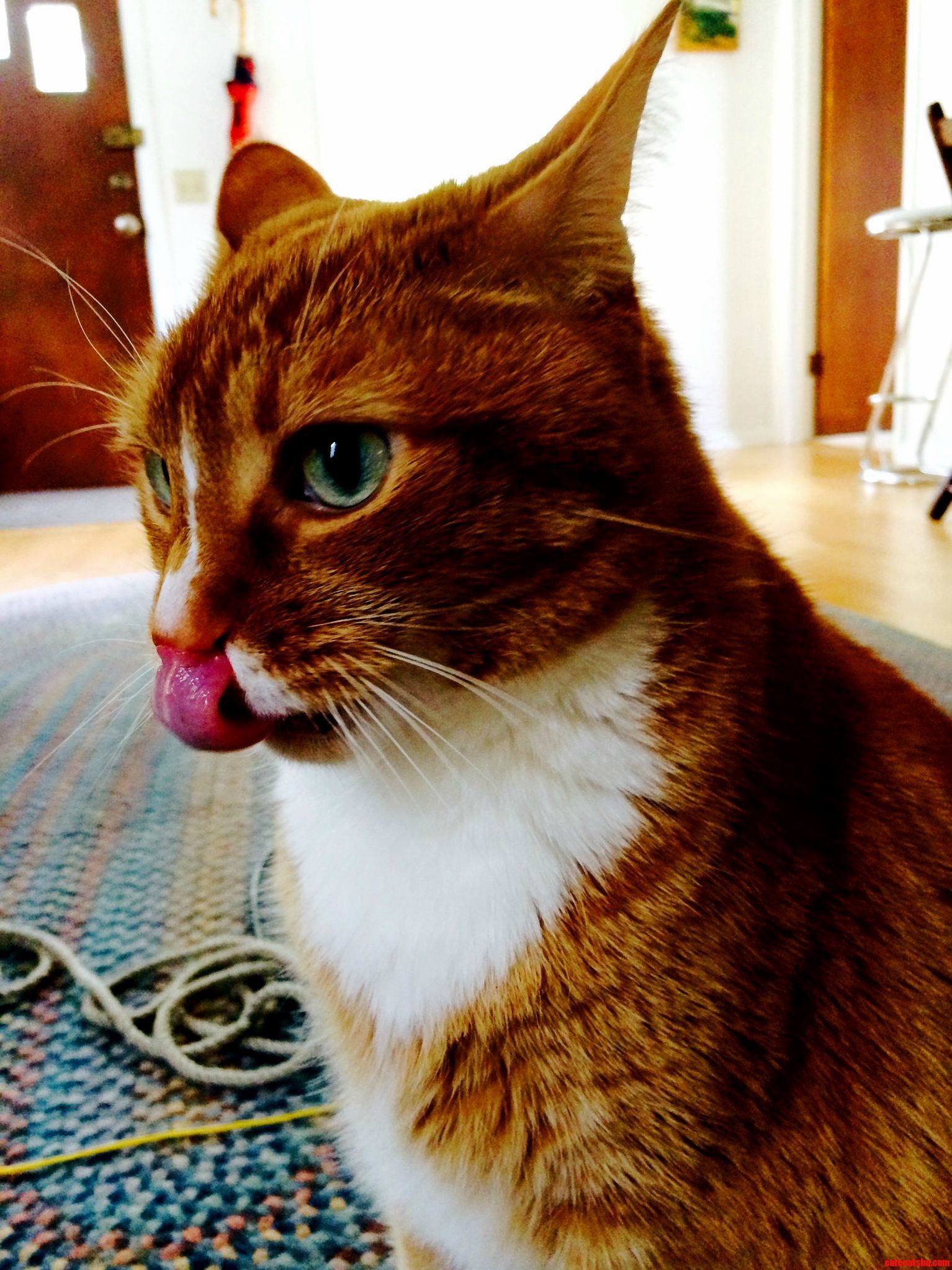 Napoleon
