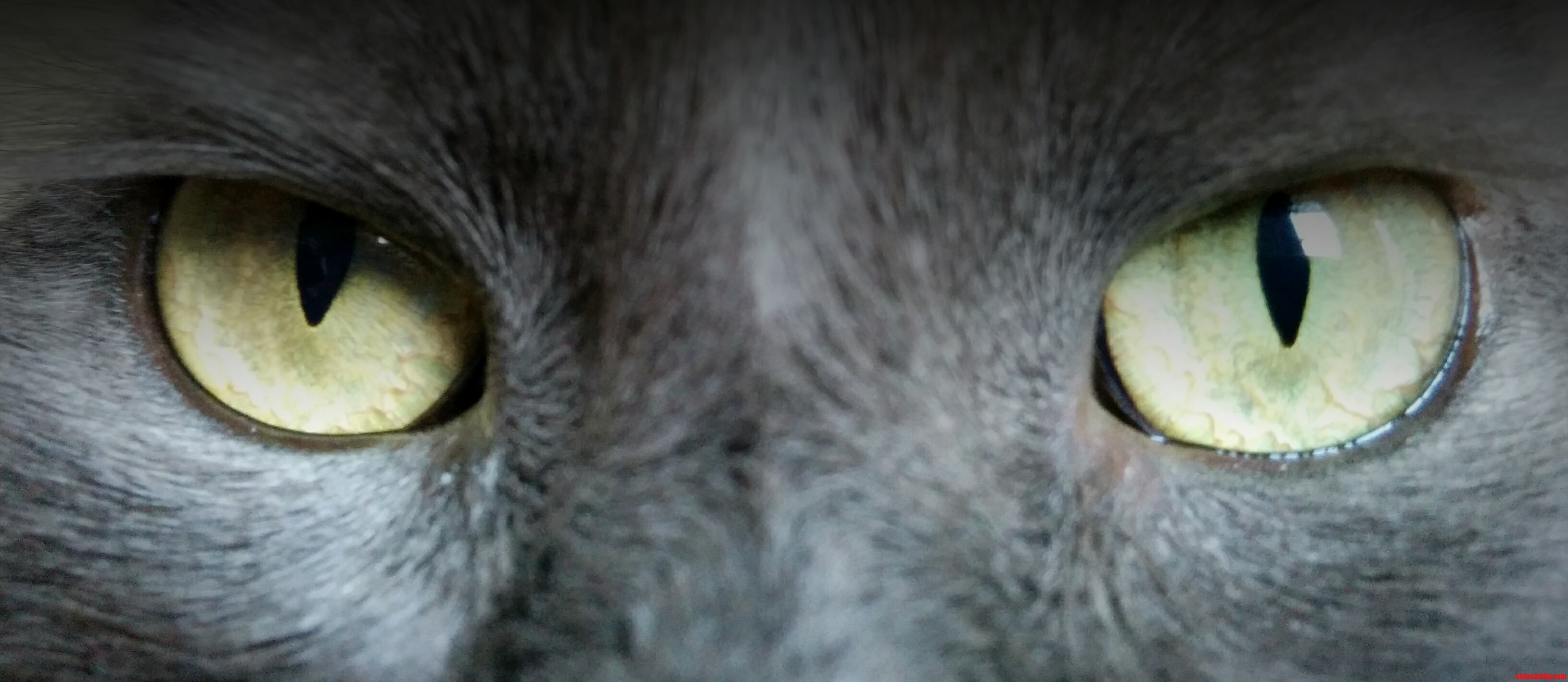 Nebelung Eyes
