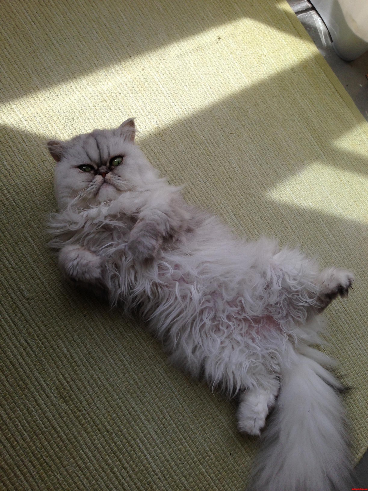 Never Mind the Look on Her Face This Is Actually an Invitation to Rub Her Belly