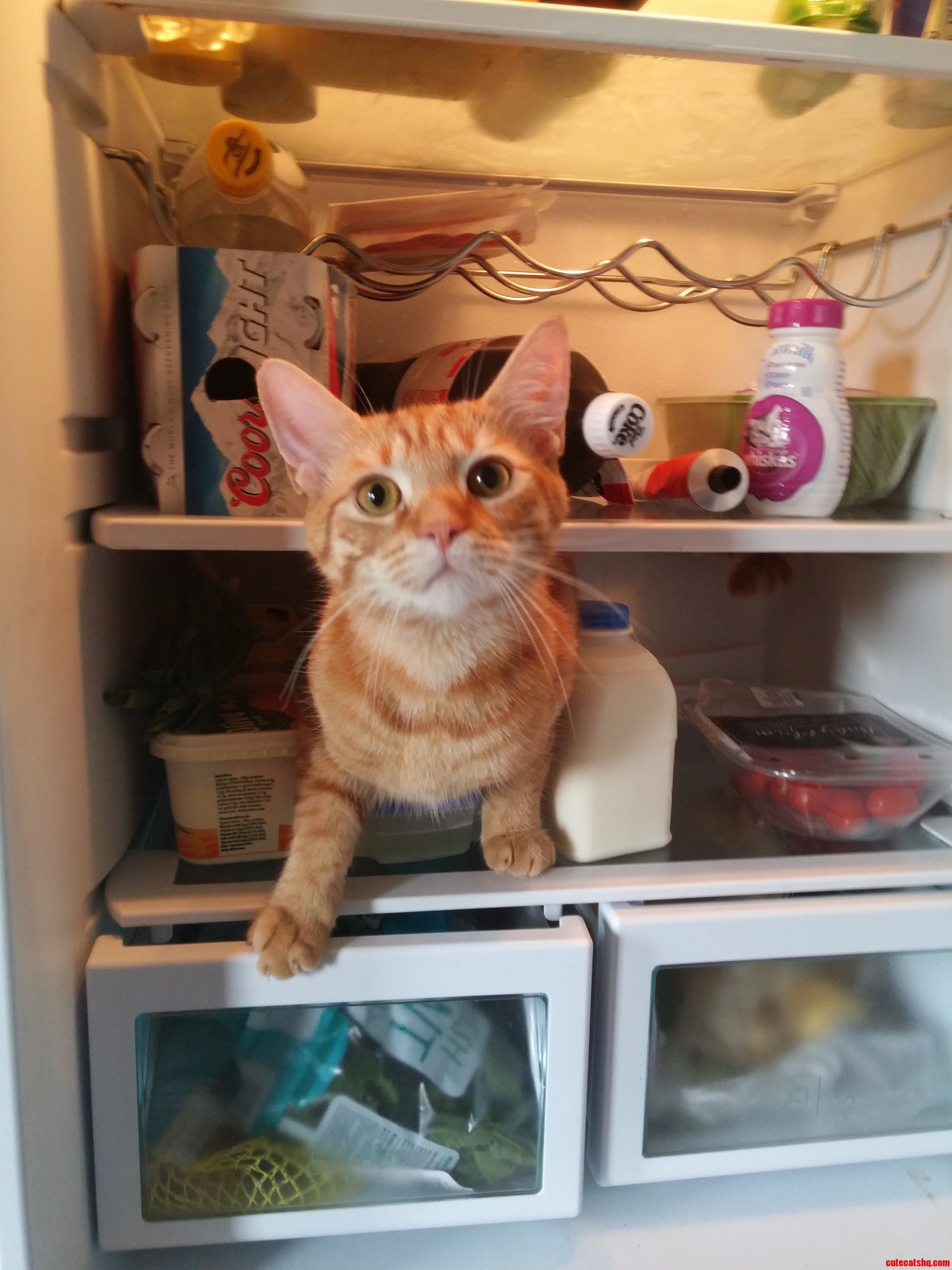 Never. Cat-sitting. Again.