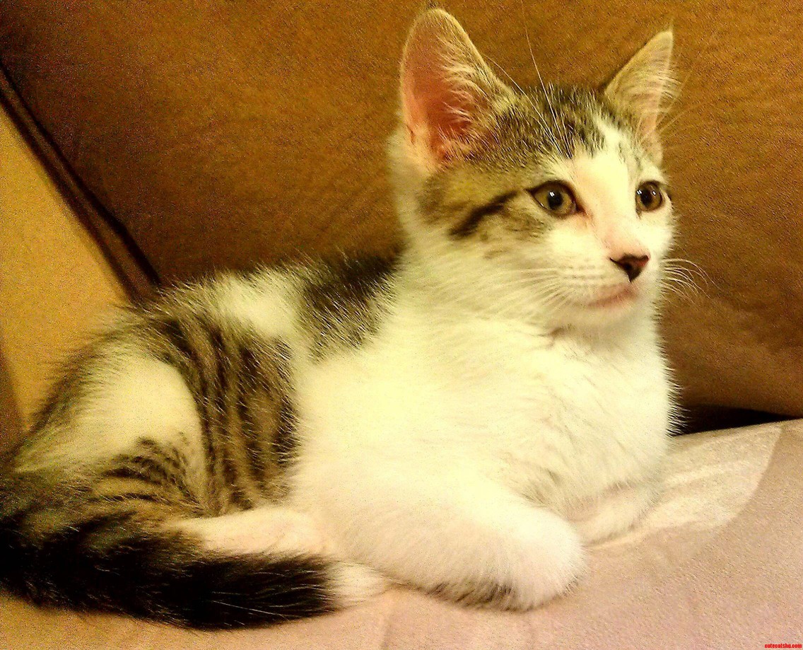 New Addition Needs a Name