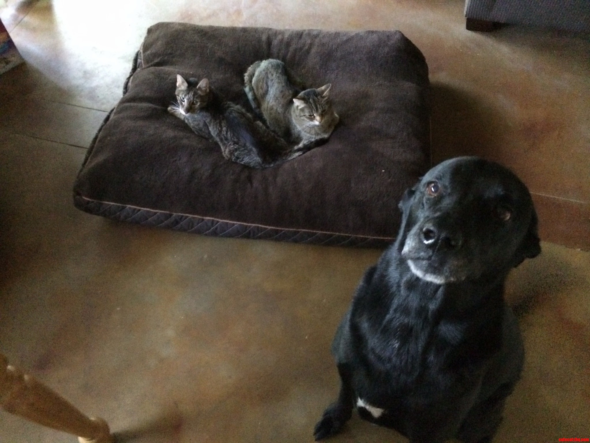 New Dog Bed
