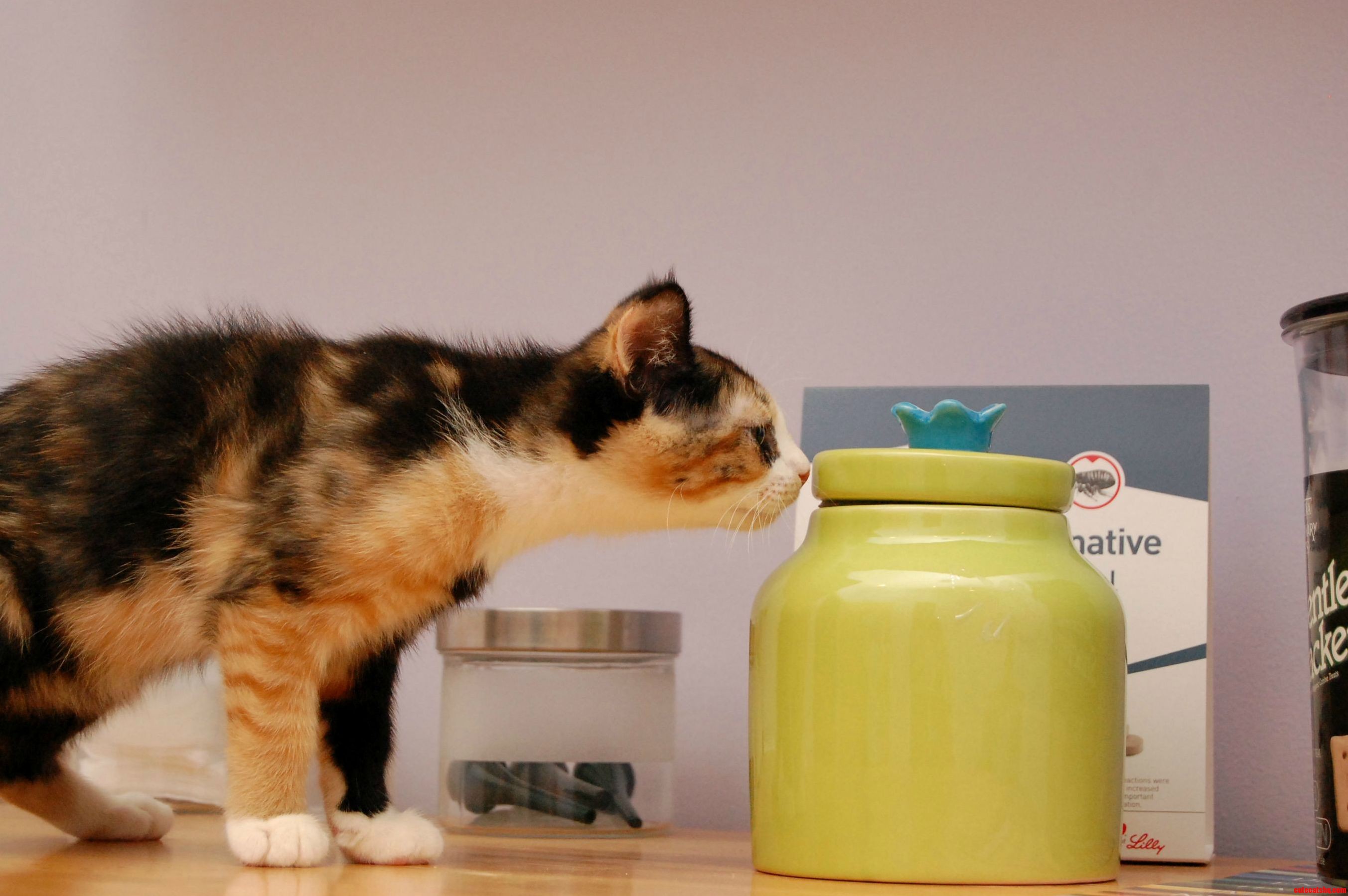 Newt As a Curious Kitten.