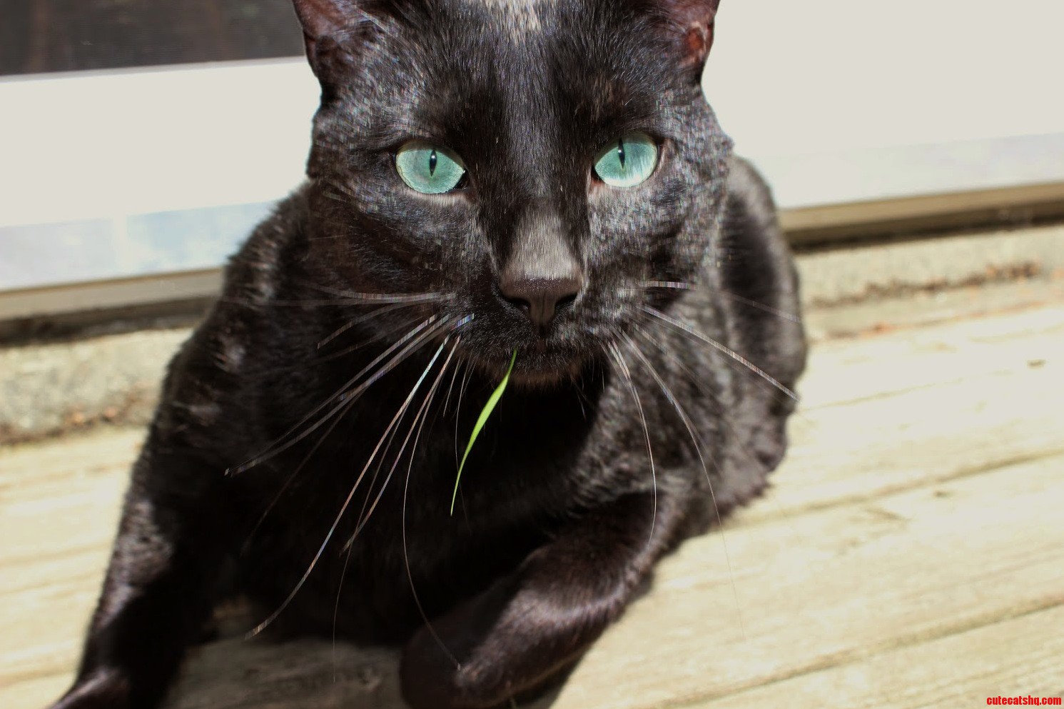 Nibs Enjoying the Sun