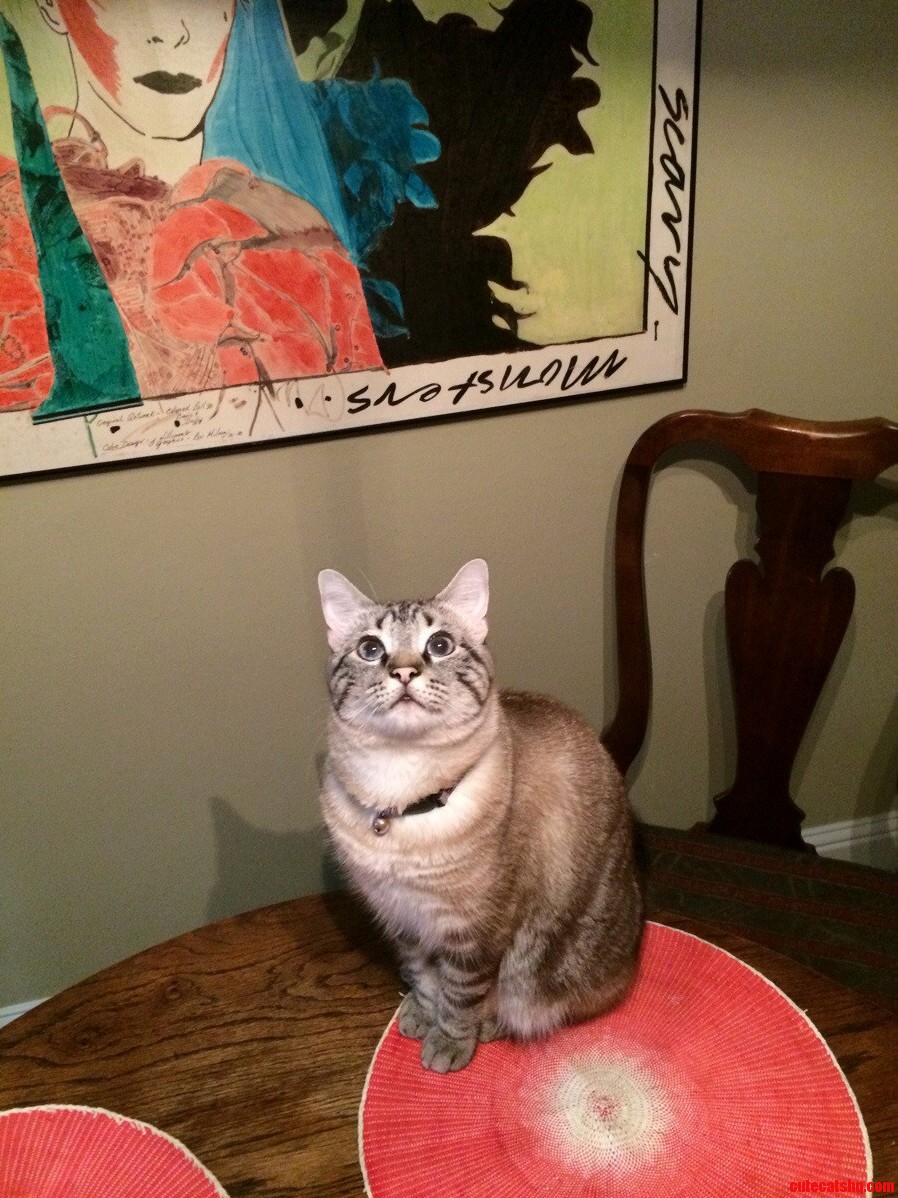 Nigel Decided the Kitchen Table Was Tonights Hangout.