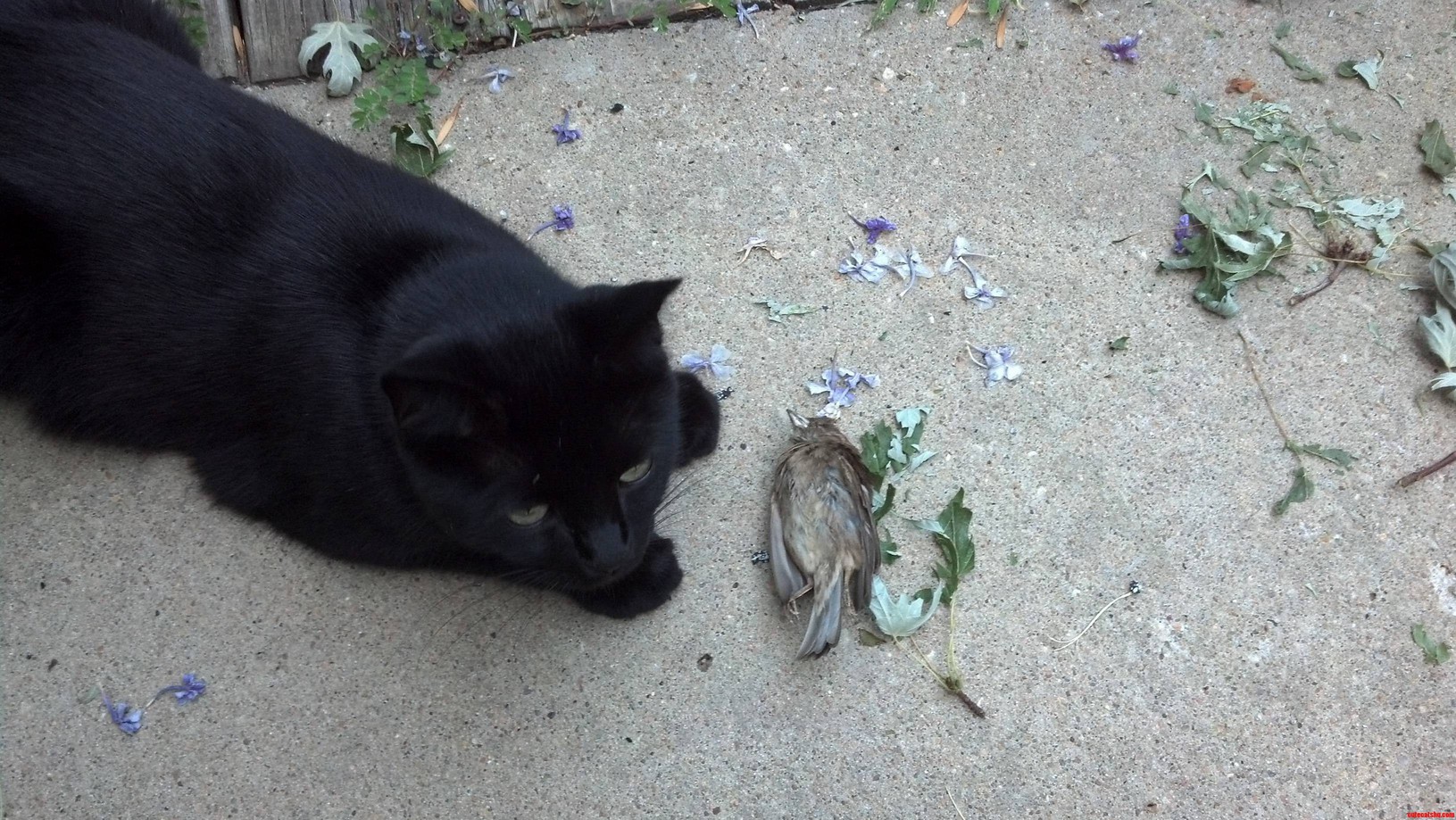 No Claws Still a Champion