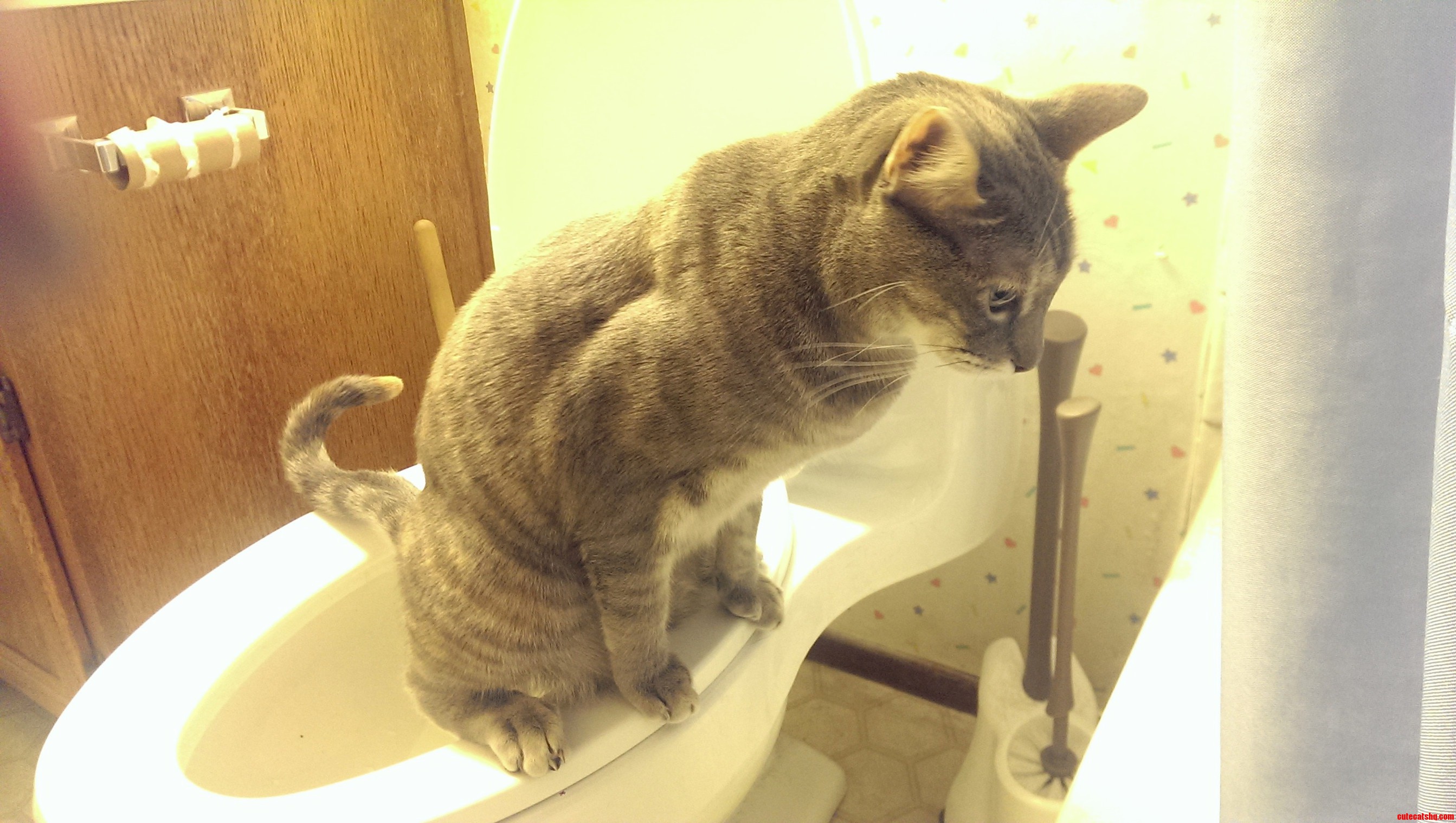 No More Messy Litter