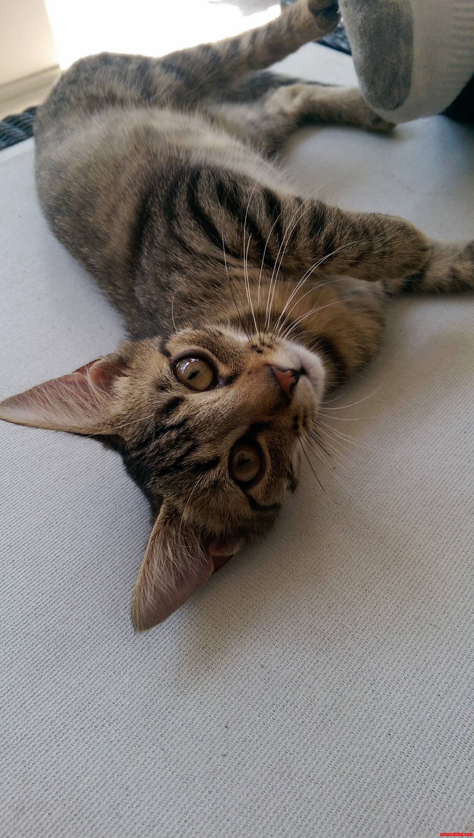 No No My Kitten Is the Cutest 3