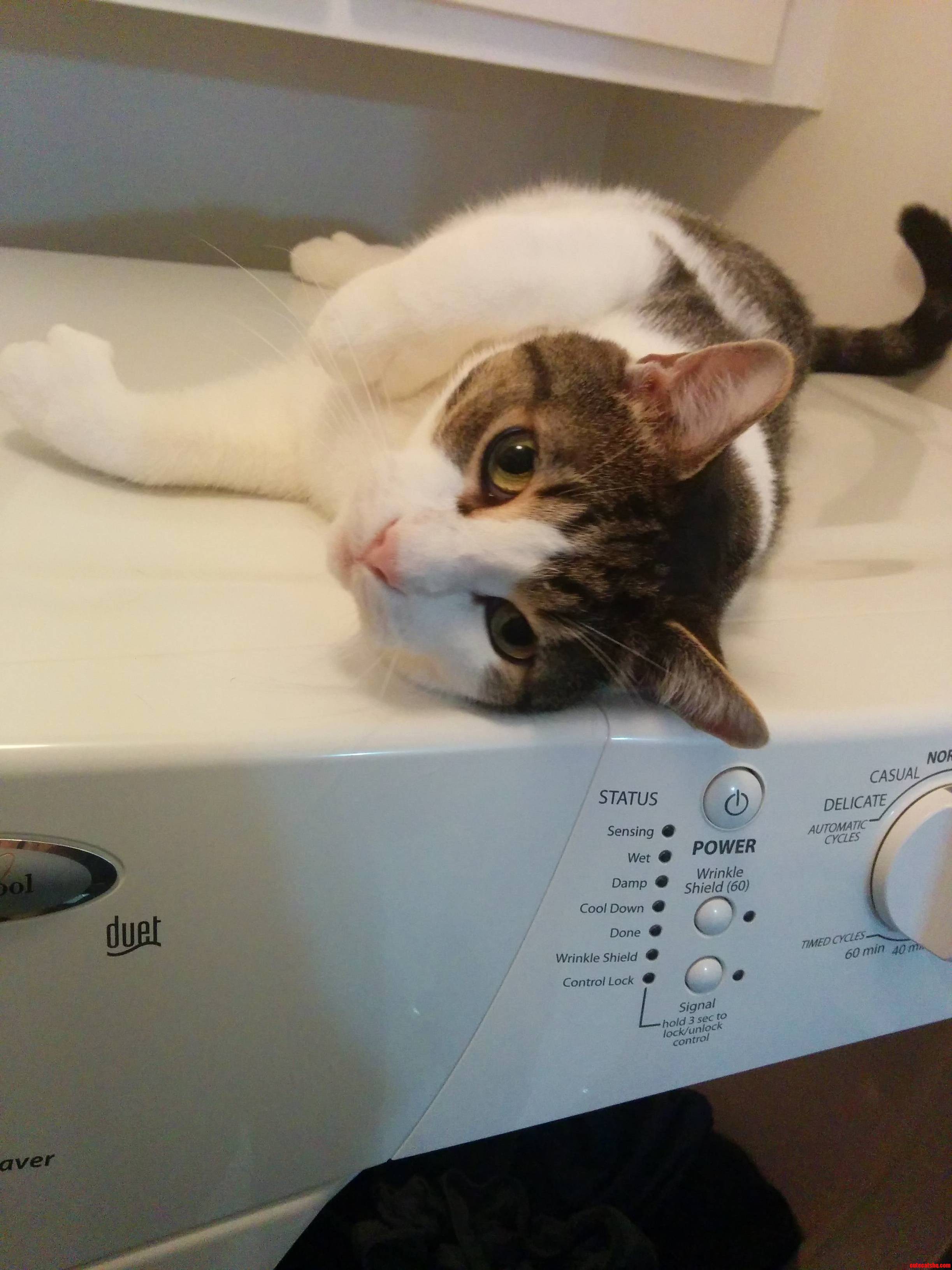 No Wonder I Cant Get Any Laundry Done.