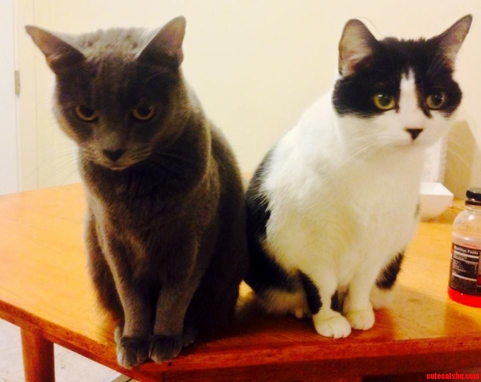 Not Entirely Sure What My Boyfriends Cats Want from Me but I Am 90 Sure Its My Soul.