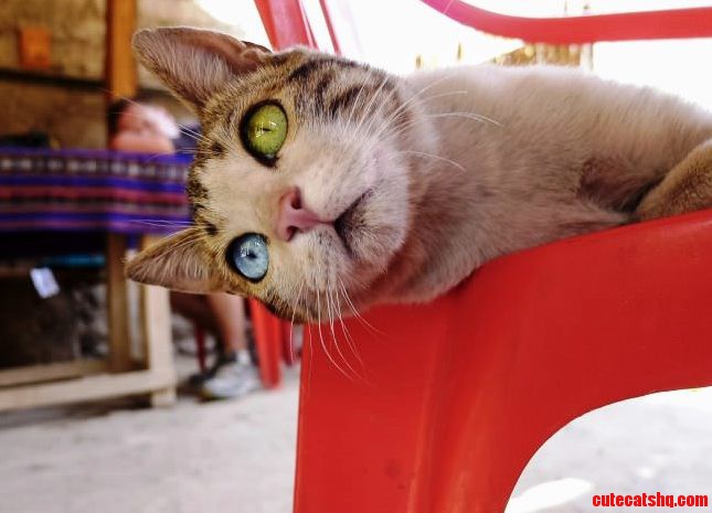 Not So Weird Cat