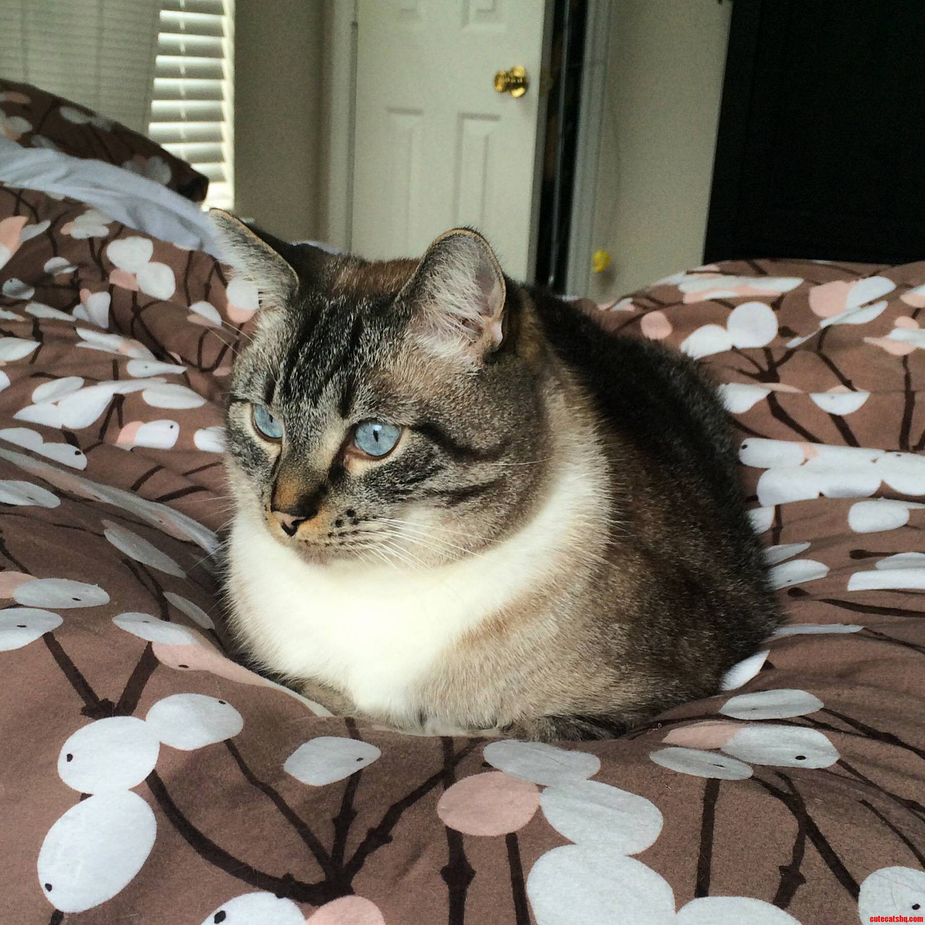 Observing the World in Frog Pose