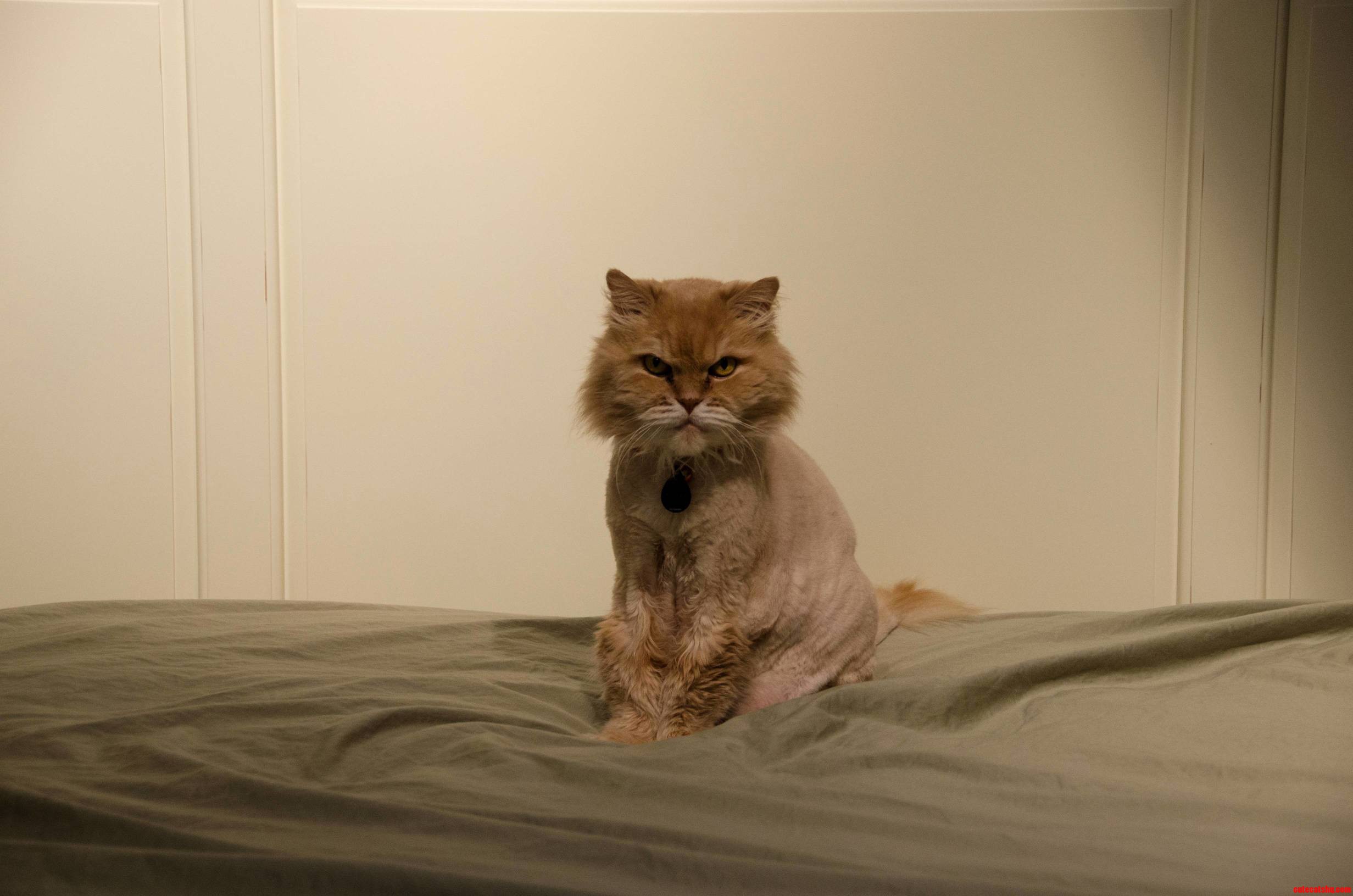 Oliver Isnt Happy When I Change the Sheets