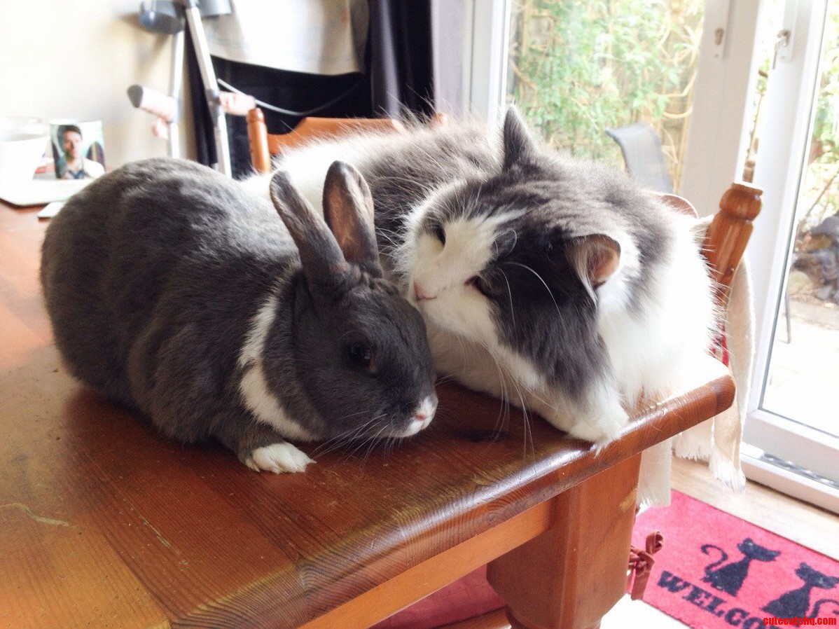 Ollie the Cat and Baby Boo the Rabbit Love to Chill Together.