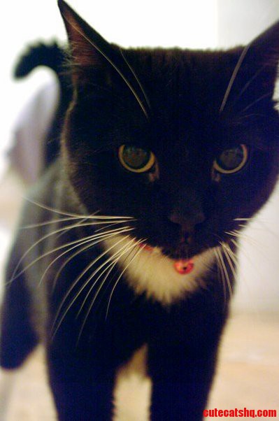 Ominous Cat Face
