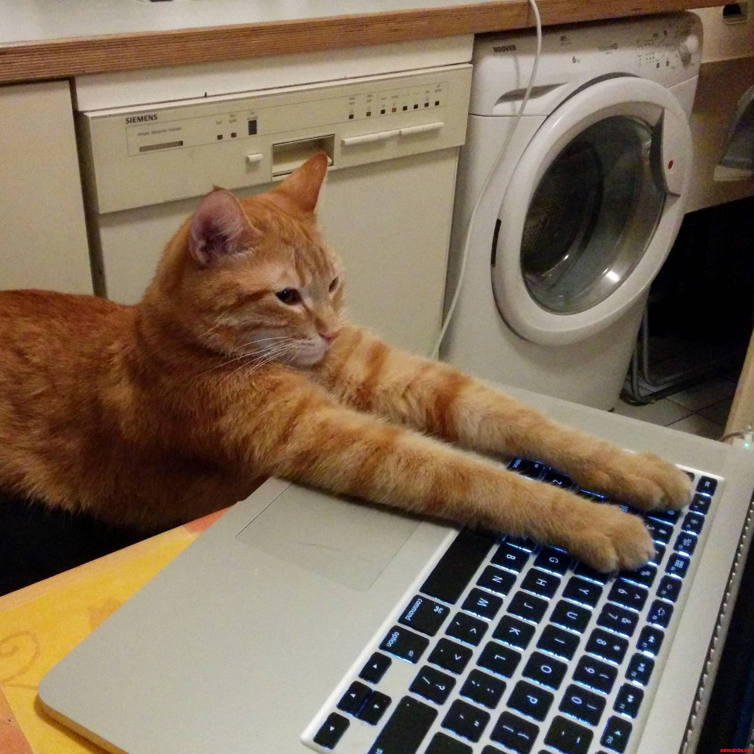 On the Internet Nobody Knows Youre a Cat.