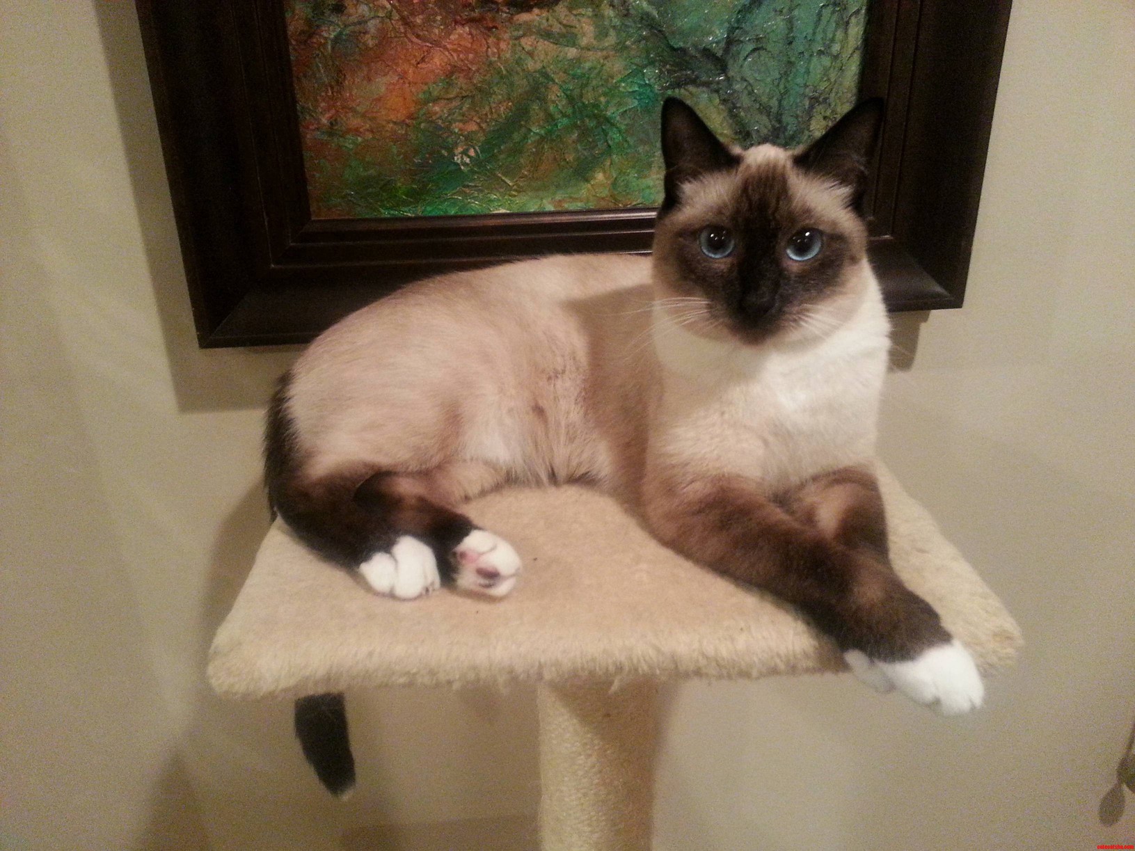 One of My Babies Miso