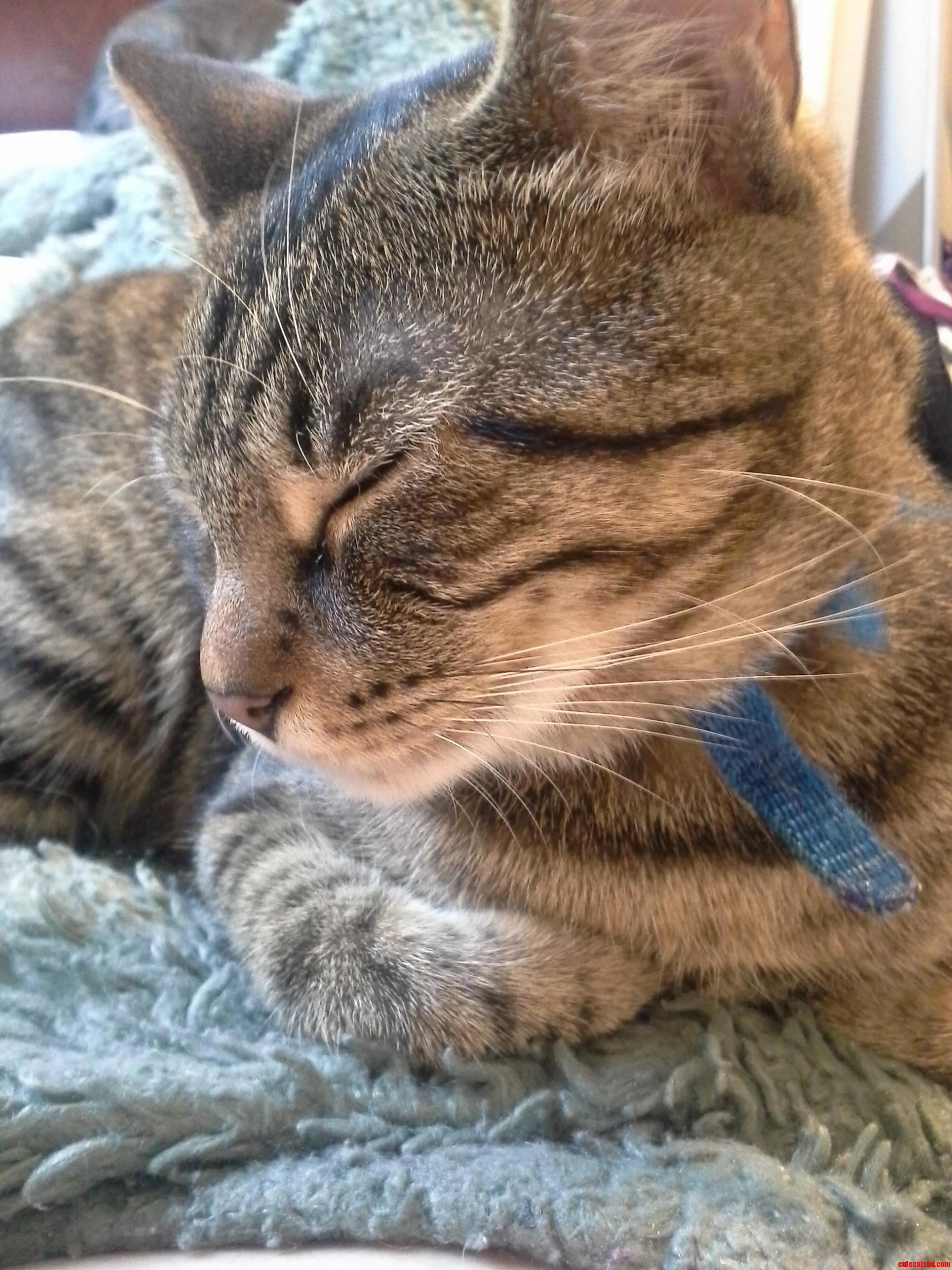 One of My Fur Ball Roommates