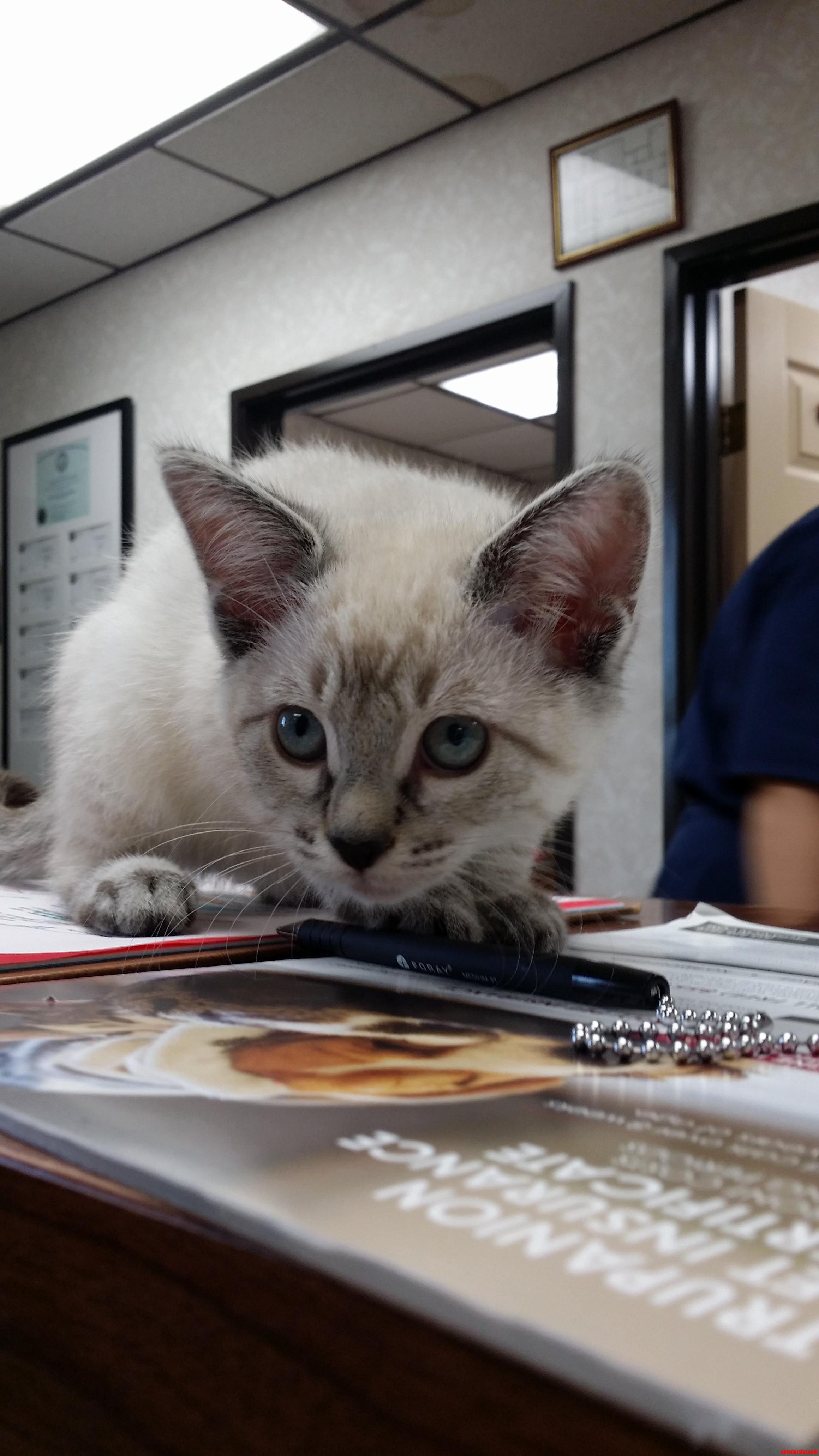 One of the Beautiful Adoptees Here at My Work.