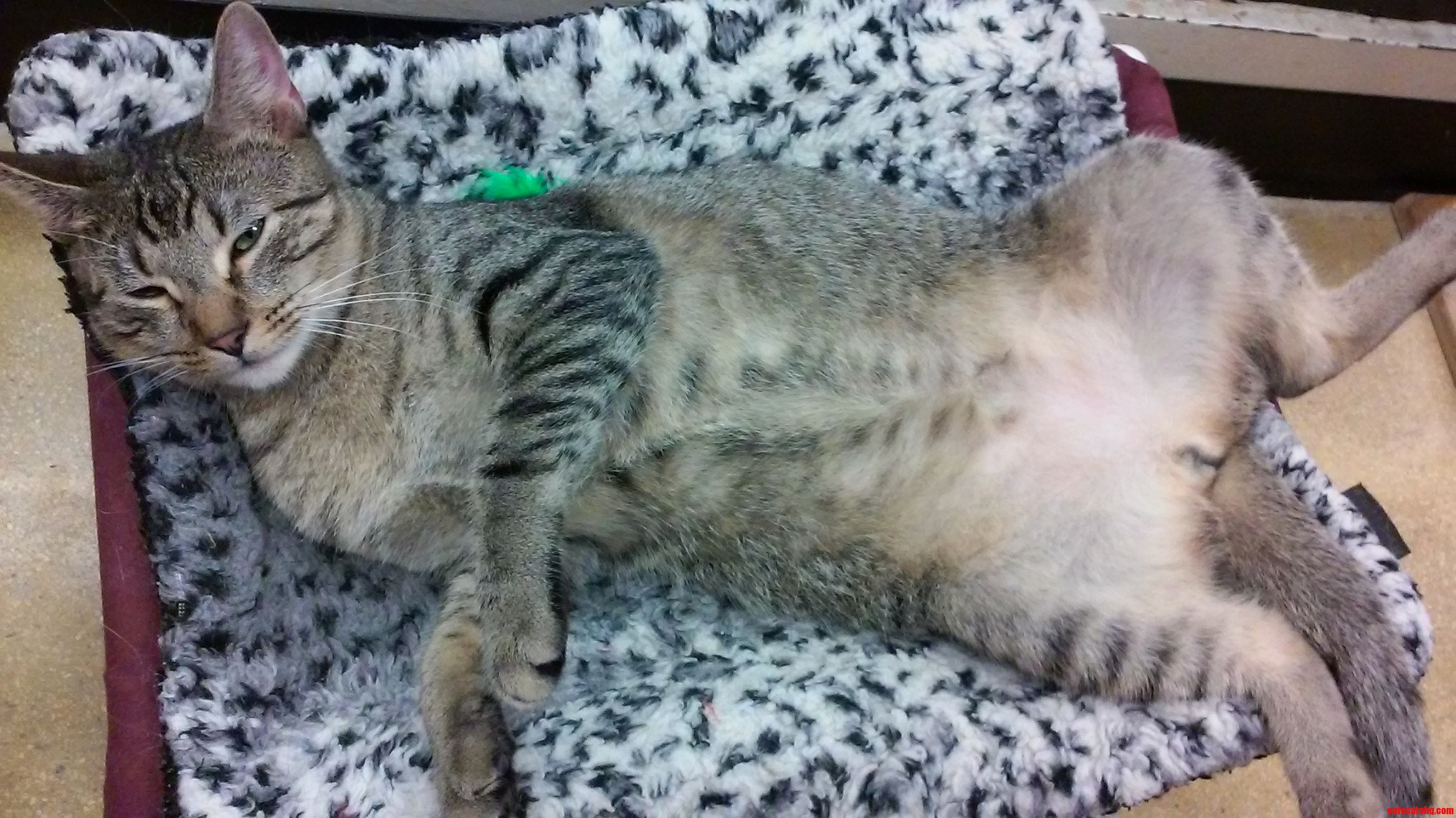 One of the Cats at the Adoption Center