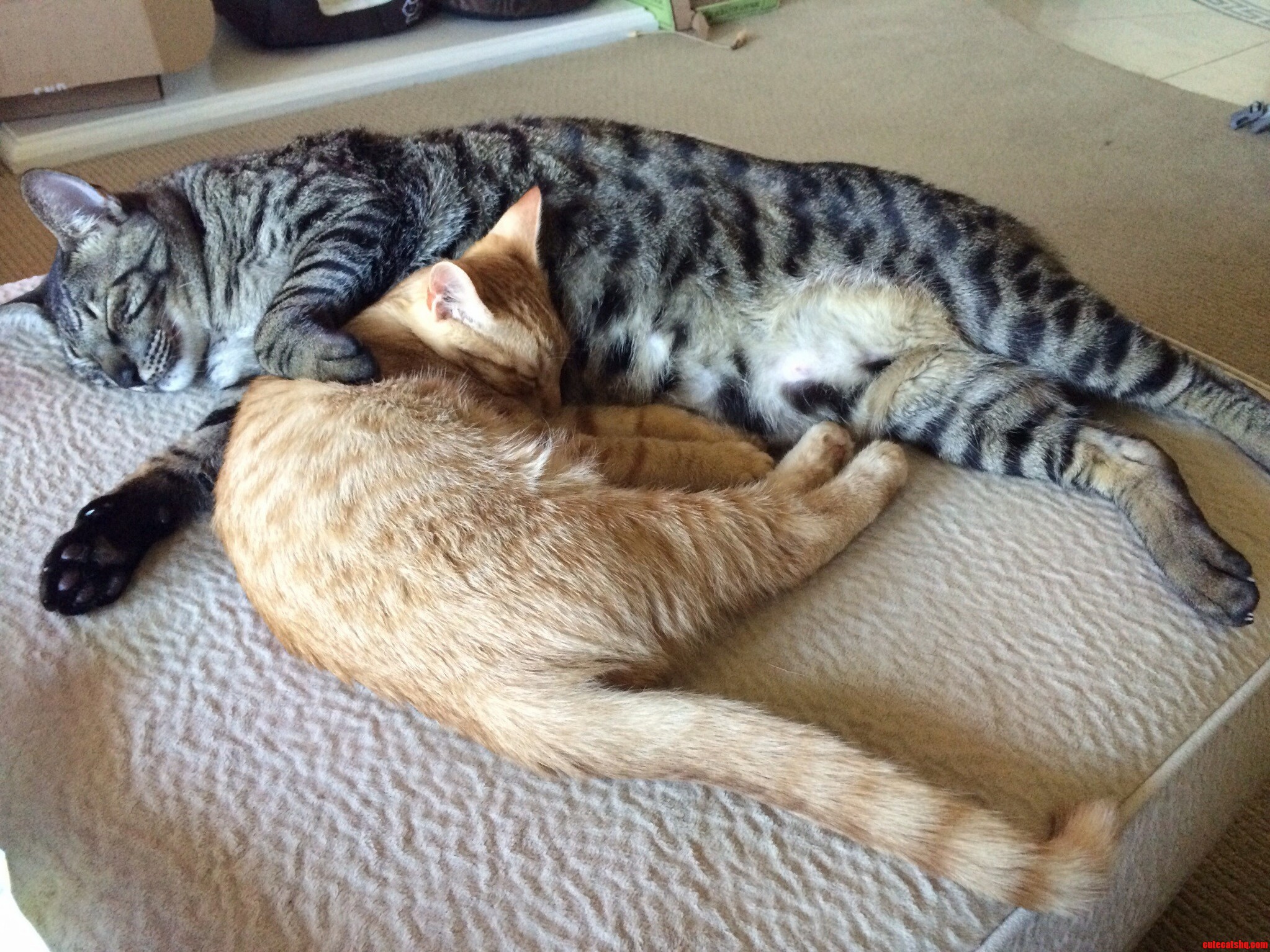 One Third of My Clouder for World Cat Day.